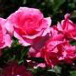hybrid tea roses - Tiffany